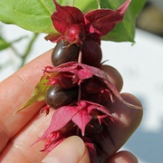 Karamellbeeren Karamellbeeren